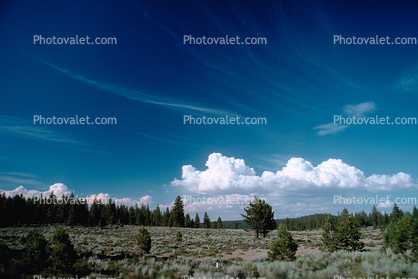 cumulus clouds, trees, field