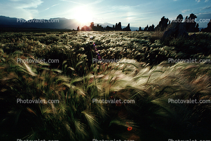 wheat grass, tufa towers