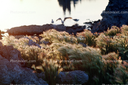 wheat grass, tufa towers