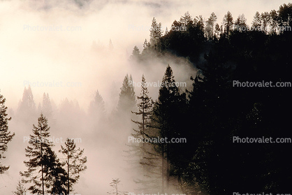 forest, foggy, early morning fog, southern Humboldt County