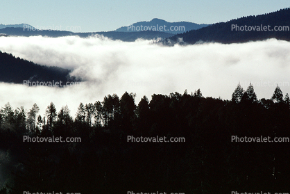 Mountains, forest, foggy, early morning fog, southern Humboldt County