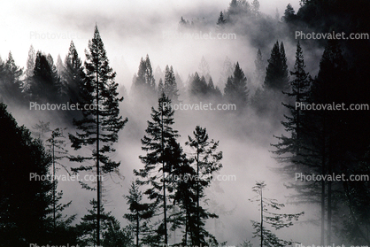 forest, foggy, early morning fog, Mountains, southern Humboldt County