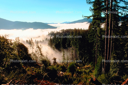 forest, foggy, early morning fog, southern Humboldt County