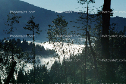 valley, forest, foggy, early morning fog, southern Humboldt County