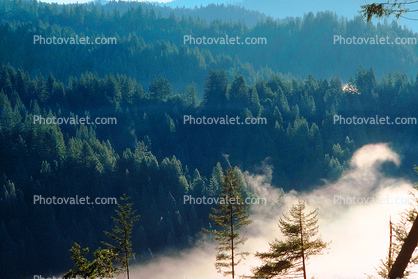 Mountains, valley, forest, foggy, early morning fog, southern Humboldt County