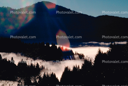 Mountains, forest, foggy, valley, early morning fog, southern Humboldt County