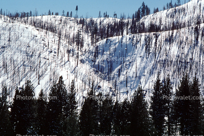 Cliff, trees, Sierra-Nevada