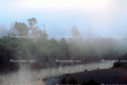 steamy fog, river, trees