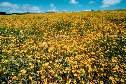 Yellow Flower Fields, Marin County, California