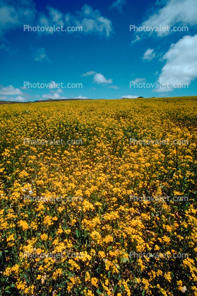 Yellow Flower Fields, Marin County, California
