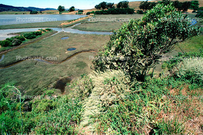 Old Roadbed for the train, wetlands, Tomales Bay, Marin County