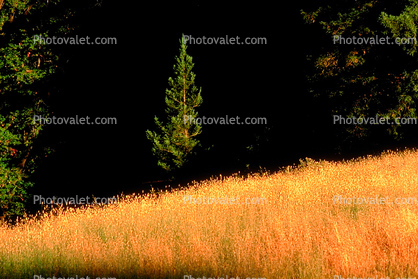 Tree, golden grass