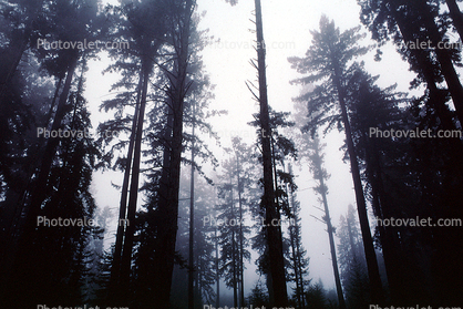 Fog, foggy Redwood Forest, Occidental, Sonoma County