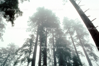 Fog, foggy Redwood Forest, Occidental