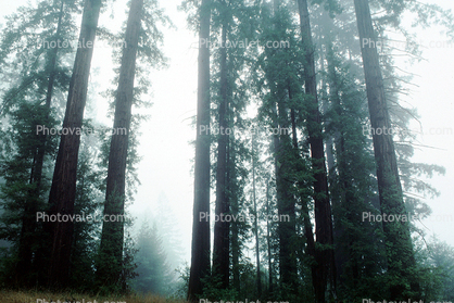 Fog, foggy Redwood Forest, Occidental