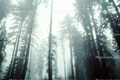 Fog, foggy Redwood Forest, Downtown Occidental