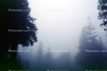 Fog, foggy Redwood Forest, Occidental, Sonoma County