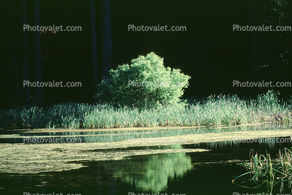 Bullfrog Pond, Lake, reflection, reeds, Austin Creek State Park