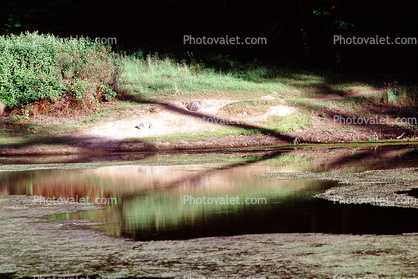 Bullfrog Pond, Lake, reflection, Austin Creek State Park