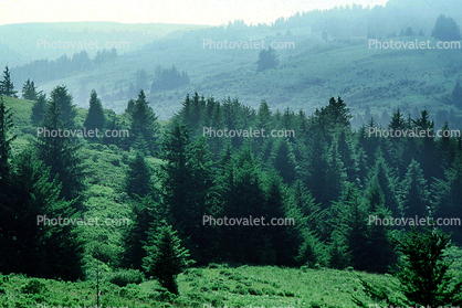 Hills, Mountains, trees, woodland, fog, forest, the Lost Coast, Humboldt County