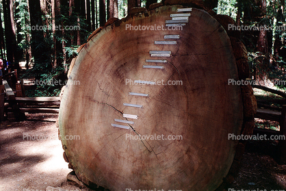 History of a Redwood Tree, rings