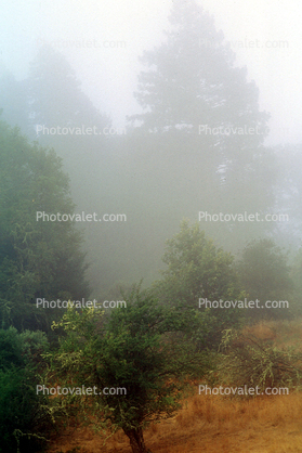 misty morning fog, Bull Frog Pond, Austin Creek State Park