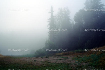misty morning fog, Bull Frog Pond, Austin Creek State Park
