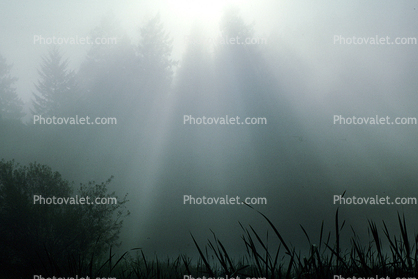misty morning fog, Bull Frog Pond