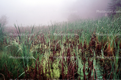 reeds, wetlands, misty morning fog, Bull Frog Pond