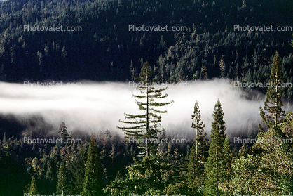 Humboldt County, Patchy Fog