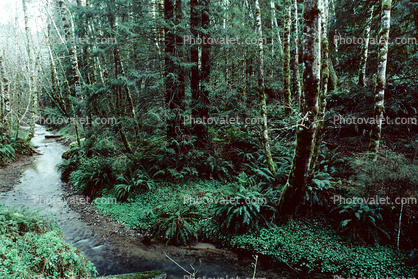 Stream in the Forest, Humboldt County