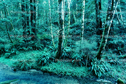 Stream in the Forest, Humboldt County
