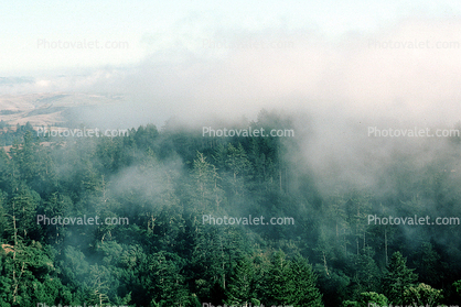 Fog over Bodega Bay, Sonoma County, California