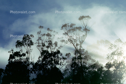 Eucalyptus trees, Sausalito, Marin County, California