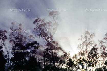 Eucalyptic trees, Sausalito, Marin County, California