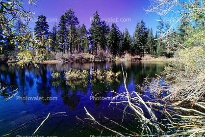 Pond, Lake, twigs, Water, shrub, vegetation, wetlands