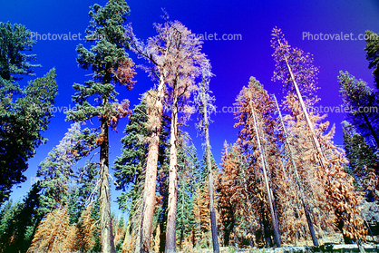 Dead Trees after a Wildland Fire