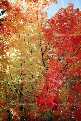 Tree Texture, autumn