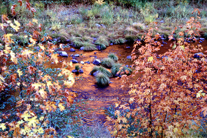 River, Rocks, Trees, autumn