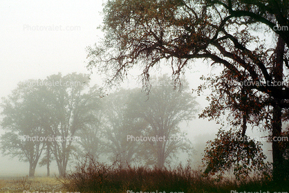 Fog, Foggy, Trees, Lake Pillsbury, Mendocino National Forest, Mendocino County, water