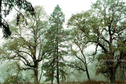 Fog, Foggy, Trees, Lake Pillsbury, Mendocino National Forest, Mendocino County, water