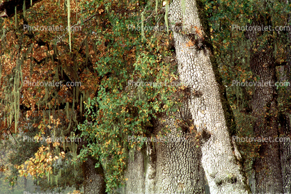 Lake Pillsbury, Trees, Mendocino National Forest, Mendocino County, water