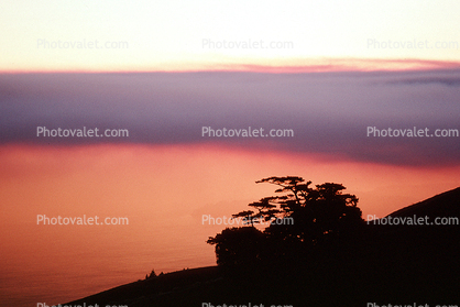 Cypress Tree, Tree, Pacific Ocean, Mount Tamalpais