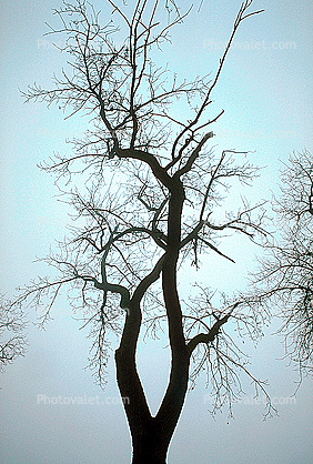 Bare Oak Tree in the Fog fractals