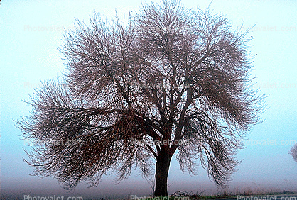 Bare Oak Tree in the Fog fractals