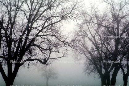 Bare Oak Tree in the Fog