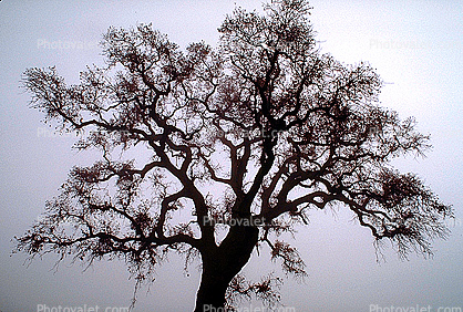 Bare Oak Tree fractals