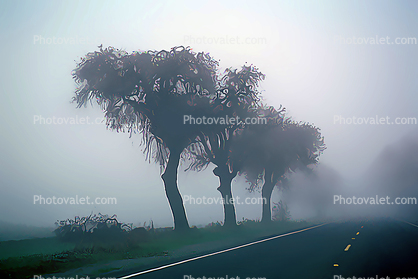 Oak Trees in  foggy mist, myst, fog, highway, roadway, road, Paintography
