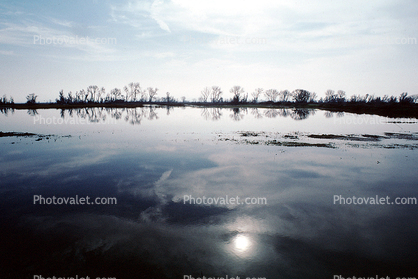 Lake, Bare Trees, Water, Reflection, calm, stillness, Sun Glint