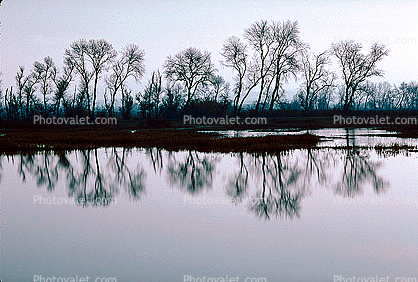 Lake, Bare Trees, Water, Reflection, calm, stillness